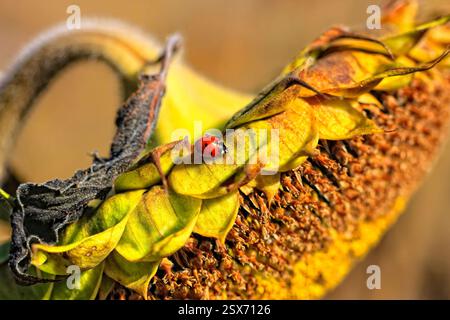 Marienkäfer ist auf einer Sonnenblume. Die Sonnenblume ist verwelkt und braun. Der Marienkäfer ist das einzige lebende Ding auf der Blume Stockfoto