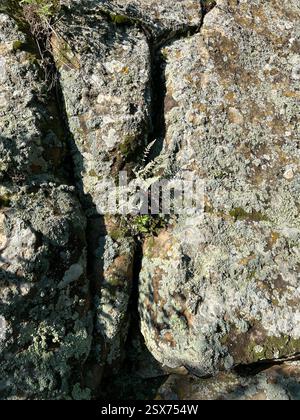 Eaton's Lipfern (Myriopteris rufa), Plantae, Comanche National Grassland, Campo, CO, US Stockfoto