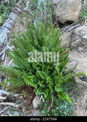Schildfarne (Polystichum), Plantae, Kittitas County, WA, USA, in sonniger Lage. Unsichere ID. Vielleicht ein P. munitum Hybrid? Wahrscheinlich dieselbe Pflanze wie https://www.inaturalist.org/observations/125210463, direkt neben dem Weg und ziemlich auffällig. Stockfoto
