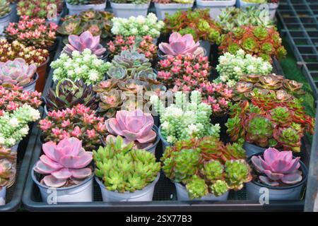 Eine Nahaufnahme verschiedener Sukkulenten in kleinen Töpfen mit leuchtenden Rosetten von Echeveria, Aeonium und anderen Arten Stockfoto