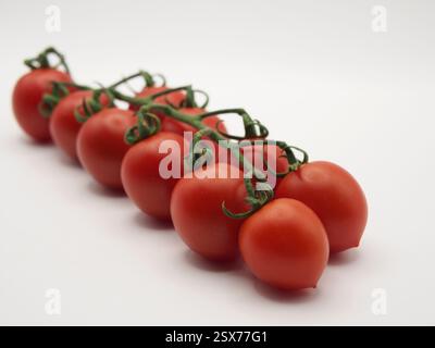 Isolierte Nahaufnahme von zehn roma-Tomaten (solanum lycopersicum) auf einer Rebe aus einem Winkel auf weißem Hintergrund. Konzept: Zutaten, gesunde Ernährung, Stockfoto