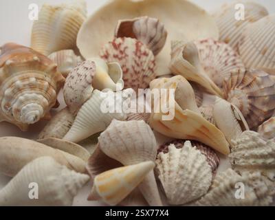 Verschiedene Muscheln, darunter Muschelmuscheln, Jakobsmuscheln aus Atlantik, Welpen und Juwelschachteln aus Florida auf weißem Hintergrund. Collectib Stockfoto