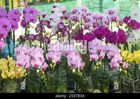 Nahaufnahme von farbenfrohen Phalaenopsis (Motten) Orchideen in voller Blüte – in Rosa-, Lila-, weiß- und Gelbtönen – in einer örtlichen Gärtnerei. Stockfoto