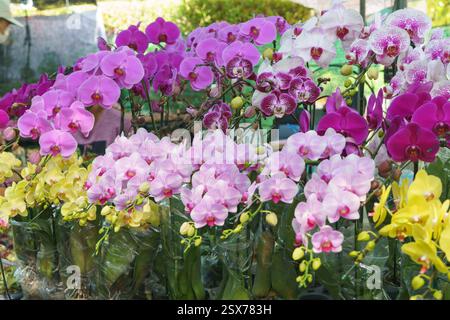 Nahaufnahme von farbenfrohen Phalaenopsis (Motten) Orchideen in voller Blüte – in Rosa-, Lila-, weiß- und Gelbtönen – in einer örtlichen Gärtnerei. Stockfoto