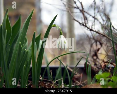 Ein weißer Schneeglöckchen (Galanthus nivalis), der aus einer Zwiebelblume zwischen trockenen, gefallenen Blättern in Bonn sprießt. Konzept: Frühling, Neuanfang, Neuanfang, Stockfoto