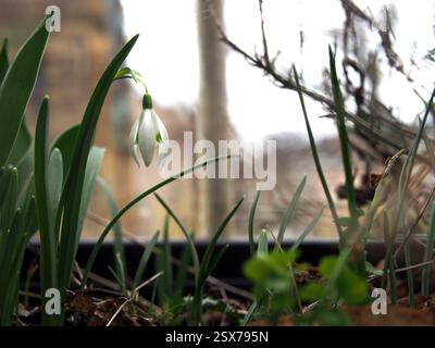 Ein weißer Schneeglöckchen (Galanthus nivalis), der aus einer Zwiebelblume zwischen trockenen, gefallenen Blättern in Bonn sprießt. Konzept: Frühling, Neuanfang, Neuanfang, Stockfoto