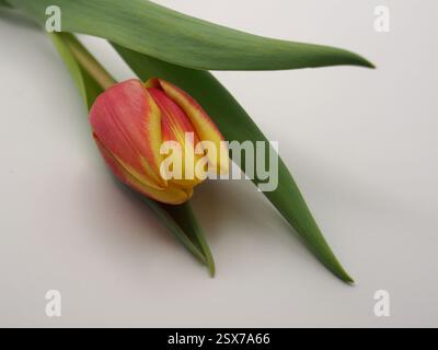 Isolierte Nahaufnahme einer einzelnen roten und gelben Gartentulpe (Tulipa gesneriana) oder einer Didier-Tulpe aus einem Winkel auf weißem Hintergrund. Stockfoto