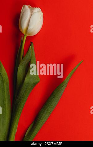 Eine einzelne weiße Tulpe steht vor einem leuchtend roten Hintergrund und symbolisiert Frühling und Weiblichkeit. Dieses florale Arrangement könnte perfekt für Celebr sein Stockfoto