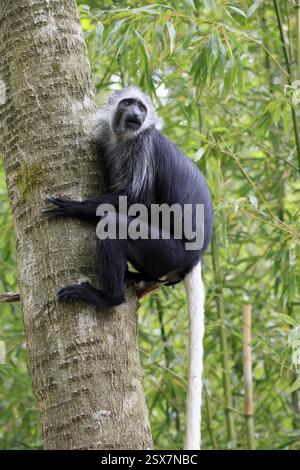 Weißbärtiger Stumpfnasenaffe (Colobus polykomos), erwachsen, klettern, Baumstamm, wachsam Stockfoto