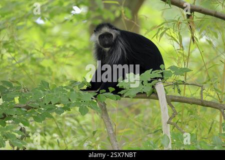 Weißbärtiger Stumpfnasenaffe (Colobus polykomos), ausgewachsen, sitzend, auf Baum, auf Nahrungssuche, Warnung Stockfoto