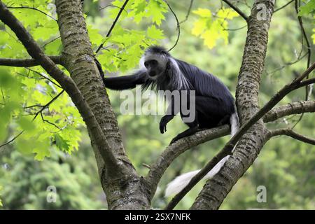 Weißbärtiger Stumpfnasenaffe (Colobus polykomos), ausgewachsen, sitzend, auf Baum, auf Nahrungssuche, Warnung Stockfoto