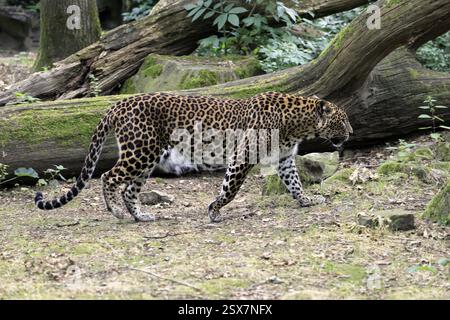 Sri Lanka Leopard (Panthera pardus kotiya), Erwachsene, Stalking, Laufen, Alarm, Sri Lanka, Asien Stockfoto