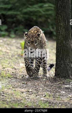 Sri Lanka Leopard (Panthera pardus kotiya), Erwachsene, Stalking, Laufen, Alarm, Sri Lanka, Asien Stockfoto