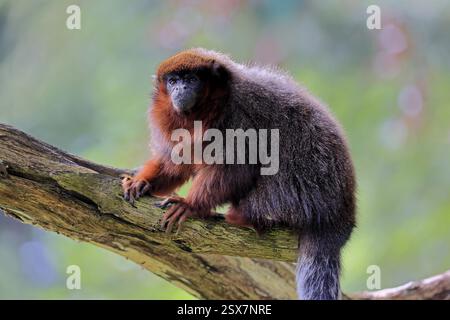 Kupfertiti (Plecturocebus cupreus, Syn.: Callicebus cupreus), adulter, alarmiert, Baumstamm, Südamerika Stockfoto