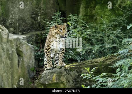 Sri Lanka Leopard (Panthera pardus kotiya), Erwachsene, Stalking, Laufen, Alarm, Sri Lanka, Asien Stockfoto