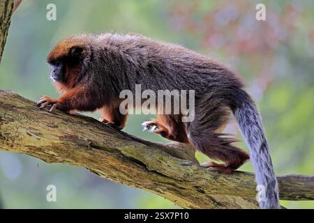 Kupfertiti (Plecturocebus cupreus, Syn.: Callicebus cupreus), adulter, laufender Baumstamm, Südamerika Stockfoto