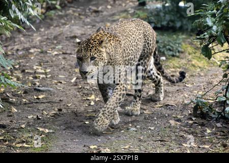 Sri Lanka Leopard (Panthera pardus kotiya), Erwachsene, Stalking, Laufen, Alarm, Sri Lanka, Asien Stockfoto