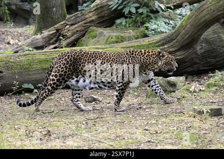 Sri Lanka Leopard (Panthera pardus kotiya), Erwachsene, Stalking, Laufen, Alarm, Sri Lanka, Asien Stockfoto