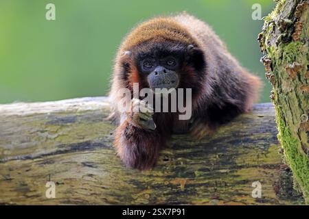 Kupfertiti (Plecturocebus cupreus, Syn.: Callicebus cupreus), adulter, Porträt, Baumstamm, Südamerika Stockfoto