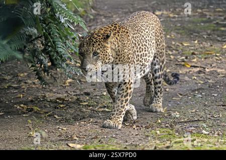 Sri Lanka Leopard (Panthera pardus kotiya), Erwachsene, Stalking, Laufen, Alarm, Sri Lanka, Asien Stockfoto