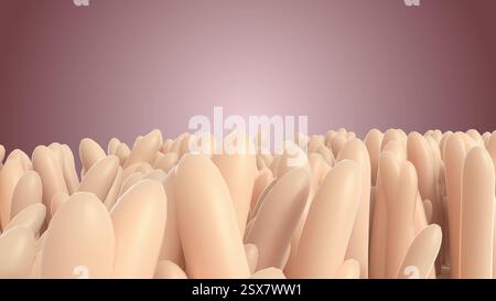 Innerhalb mikroskopischer Zotten im menschlichen Dünndarm-3D-Rendering Stockfoto