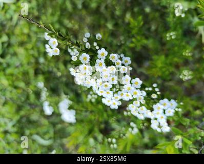 Eine Nahaufnahme von zarten weißen Spirea-Blüten, die inmitten von üppigem grünem Laub blühen. Stockfoto