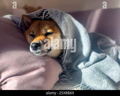 Nachdenklicher Shiba Inu mit einem traurigen Ausdruck, Kopf unter einer Decke. Die Stimmung ist nachdenklich und besinnlich. Hochwertige Nahaufnahmen. Kopierbereich verfügbar. Stockfoto