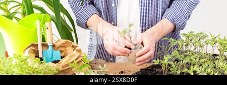 Ein Mann pflanzt junge Tomaten- und Paprikensetzlinge in Öko-Töpfe um, pflanzt Setzlinge aus Plastikbehältern in Torftöpfe, Prepa Stockfoto