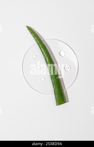 Laborglas-Petrischale mit Tropfen Aloe Gel und Aloe Vera Blatt auf weißem Hintergrund. Kräuterextrakt. Kosmetische Mittel. Dermatologische Wissenschaftskosmos Stockfoto