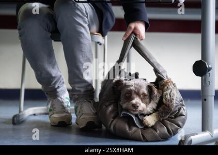 Berlin, Deutschland. Februar 2025. Ein Mann sitzt in seinem Wahllokal neben seinem Hund Jogi, während er seine Stimme abgibt. Quelle: Christophe Gateau/dpa/Alamy Live News Stockfoto