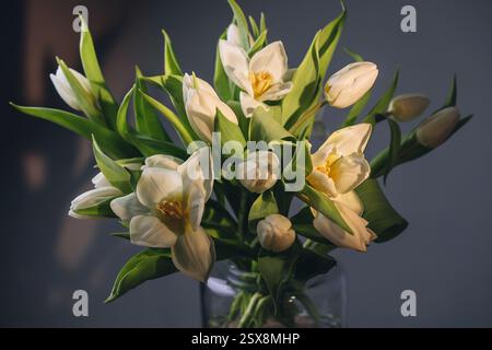 Strauß weißer Tulpen in einer transparenten Glasvase. Mit hellen Lichtstrahlen auf grauem Hintergrund. Florale ästhetische Komposition. Stockfoto