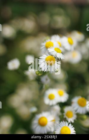 Kaskadierende Ansammlung zarter weißer Gänseblümchen mit leuchtend gelben Mittelpunkten vor einem grünen Hintergrund. Das Bild zeigt Einfachheit und Schönheit der Natur. Stockfoto