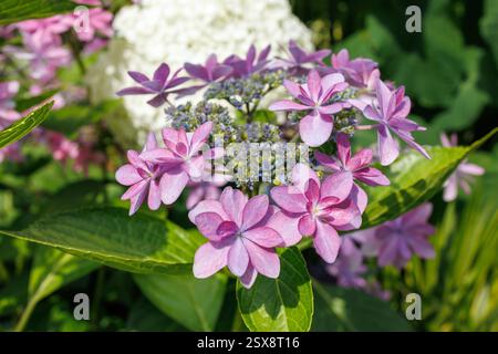 Leuchtend violette Lacecap Hortensien Blüten umgeben von üppig grünen Blättern im Sonnenlicht. Zarte Blütenblätter bilden einen auffälligen Kontrast zu dunklerem Laub. Stockfoto