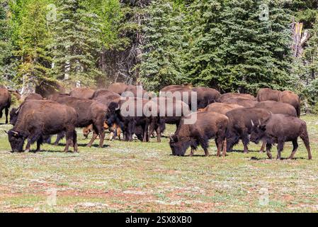 Herde amerikanischer Flachbisons (Bison Bison), die auf einem offenen Grasfeld am Nordrand des Grand Canyon weiden. Kiefernwald im Hintergrund. Stockfoto