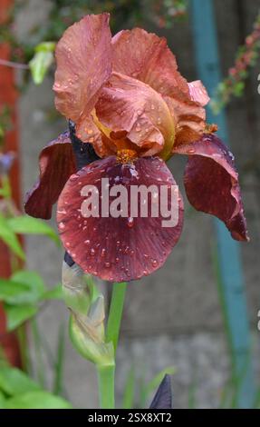 „Indian Summer“-Iris in einem Garten in Blackburn, Lancashire, Großbritannien, am 6. Juni 2019. Stockfoto