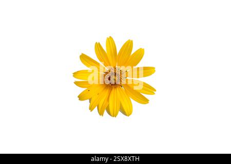 Arnika Berg, Nahaufnahme. Eine schöne gelbe Blume. Isoliert auf weißem Hintergrund. Hochwertige Fotos Stockfoto