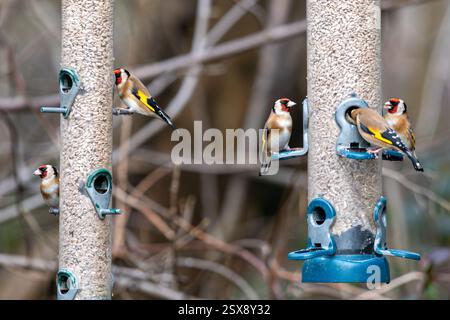 Mehrere Goldfinken (Carduelis carduelis) essen im Winter Sonnenblumenkerne auf Vogelfuttern, England, Großbritannien Stockfoto