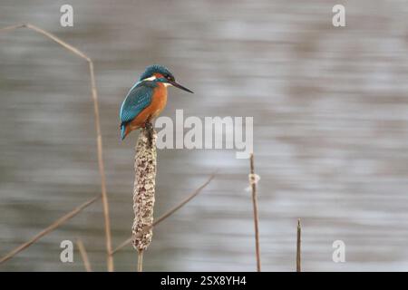 Eisvogel (Alcedo atthis) auf einem Schilf Stockfoto