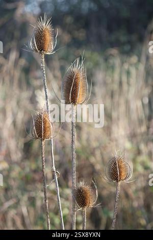 Karde (Dipsacus Fullonum) Stockfoto
