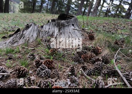 Tannenzapfen fallen im Wald auf den Boden Stockfoto