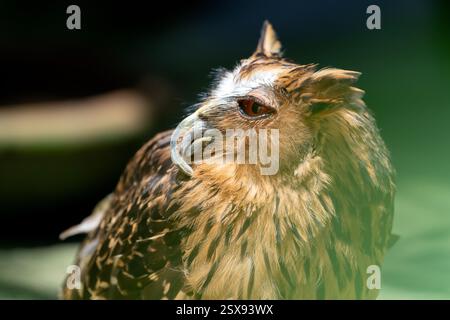Dieser auffällige Vogel ist eine Buffy Fish Ewl (Ketupa ketupu), bekannt für ihre unverwechselbaren Ohrbüschel, ihren stechenden Blick und ihren scharfen, geschwungenen Schnabel. Sein goldbrauner p Stockfoto