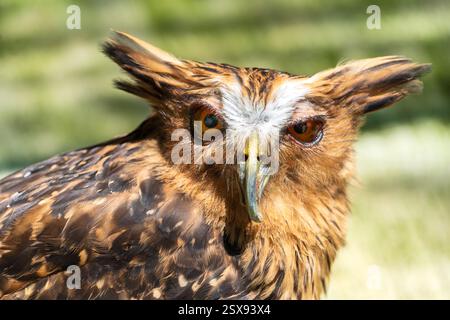 Dieser auffällige Vogel ist eine Buffy Fish Ewl (Ketupa ketupu), bekannt für ihre unverwechselbaren Ohrbüschel, ihren stechenden Blick und ihren scharfen, geschwungenen Schnabel. Sein goldbrauner p Stockfoto