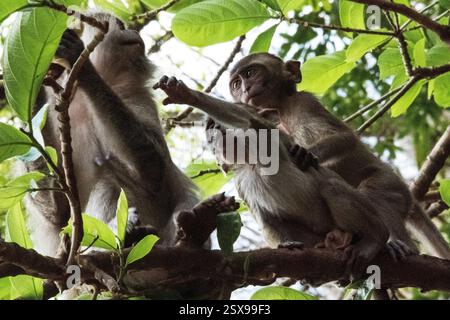 Gruppe von Krabbenfressenden Makaken (Macaca fascicularis), die auf Baumzweigen im tropischen Wald Thailands interagieren und ein lebendiges soziales Verhalten zeigen Stockfoto