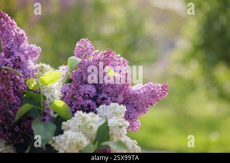 Blühende lila Blumen im Sonnenlicht mit einem verschwommenen grünen Gartenhintergrund, frischer Frühlingsblumenszene, Natur und saisonaler Schönheit. Stockfoto