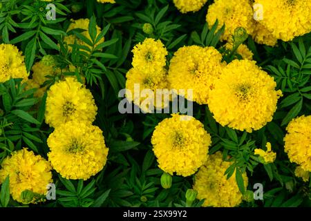 Nahaufnahme des wunderschönen Ringelblumenmusters im Garten. (Tagetes erecta, mexikanische, aztekische oder afrikanische Ringelblume) Stockfoto