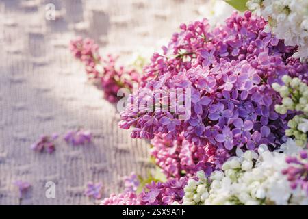 Schöne Fliederblüten im weichen Sonnenlicht auf einem gestrickten Stoffhintergrund, romantische Frühlingsblumenkomposition, Natur und saisonale Frische. Stockfoto