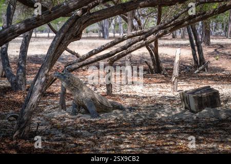 Eine große Komodo-Drachenechse liegt bequem im kühlen Schatten von Bäumen in einer sonnendurchfluteten und trockenen Landschaft, die die bemerkenswerte Schönheit zeigt Stockfoto