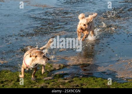 Hunde jagen sich fröhlich und einen Ball im flachen Wasser in der Nähe des Strandes an einem sonnigen, unbeschwerten Tag Stockfoto