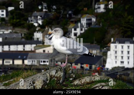 Die Möwe thront über Polperro Harbour, Cornwall, Großbritannien Stockfoto