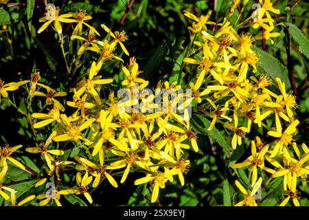 Eine Gruppe von leuchtenden gelben Wildblumen (Ligularia dentata) in voller Sommerblüte, die Helligkeit und Energie in eine wilde grüne Wiese bringt Stockfoto
